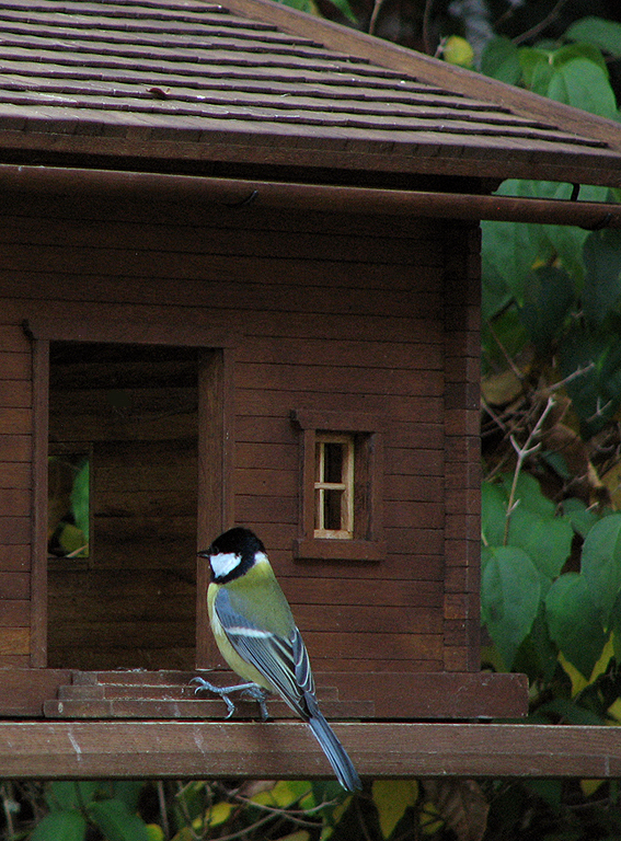 Kohlmeise auf dem Vordach eines handgefertigten Vogelhauses von Reinhard Hesemann